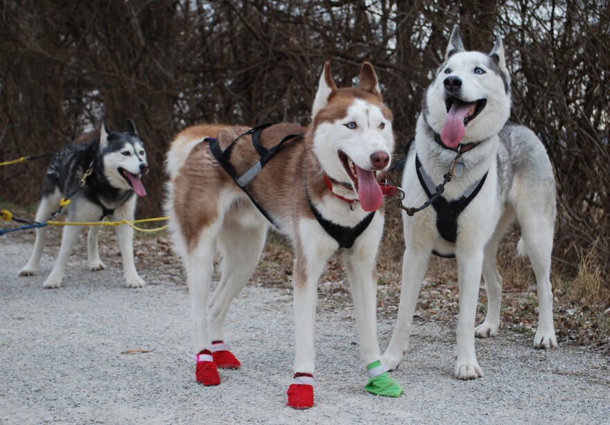 Nanook and Koivu are lead dogs on the Breakaway Siberians sled dog team. That's Mandy behind them. Katy Trail January 2017