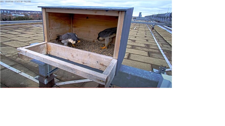 Apollo (L) and Freyja have returned to a nesting box atop Spartan Stadium at MSU. Last year, the pair produced three chicks that successfully fledged.