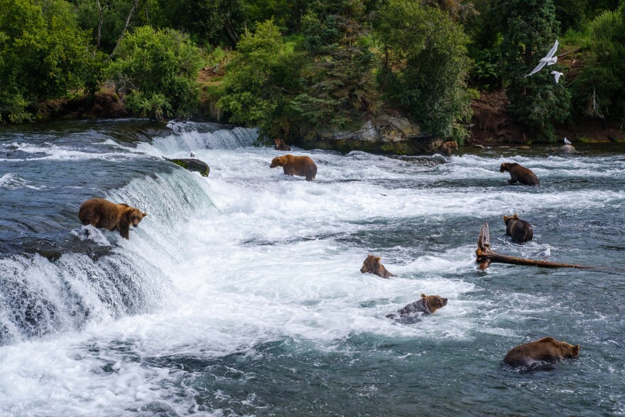 A bear hunts for salmon at Brooks Falls in Katmai National Park, July 31, 2022. (Brian Venua)