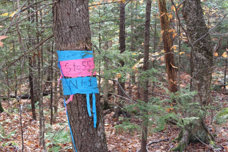 Colorful tape marks transects in the experimental forest - rows of research points spanning the ridges of Hubbard Brook.