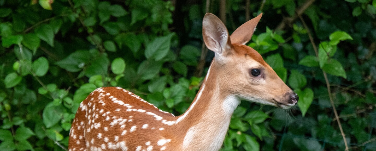 fawn