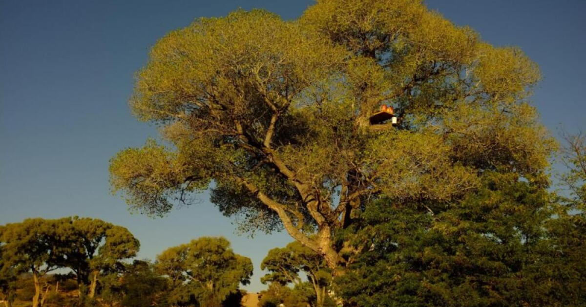 'Grandmother' tree uprooted for border wall construction