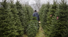 Indiana Christmas Tree Growers Association Wksu