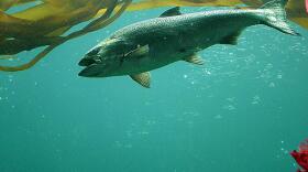 A chinook salmon. CREDIT: Ken Balcomb / Center for Whale Research