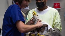 Animal care staff member Bryce Messer restrains an adult male bald eagle as WildCare veterinarian Dr. Kyle Abbott administers a feeding tube. A broken humerus is usually indicative of being struck by a car or flying into a telephone pole or telephone wire, Abbott said.