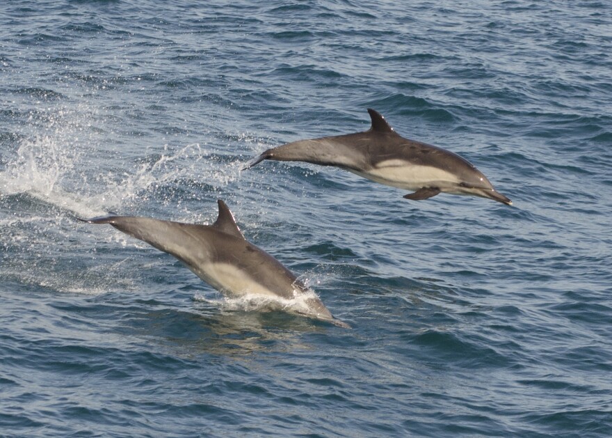 BigBlueLiveCommonDolphins.jpg