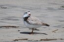 A piping plover on Popham Beach. Their nesting areas are cordoned off to protect the birds and their hatchlings, and their numbers are rebounding.