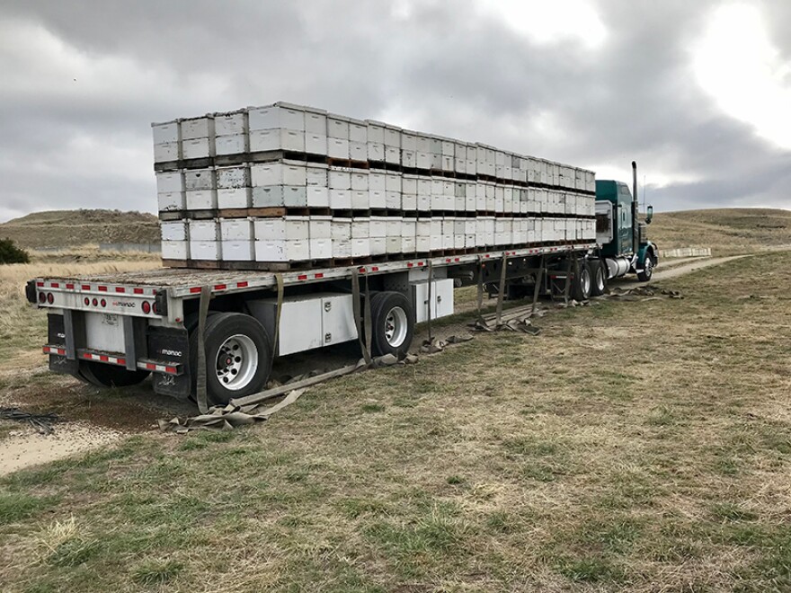 A tractor trailer from California delivers beehives to Todd near Edgar, Montana