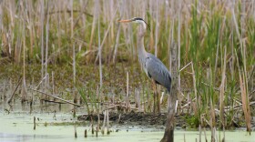  The loss of wetlands affects many species. The small Kirtland's snake is now found in about half as many counties as it once was.
