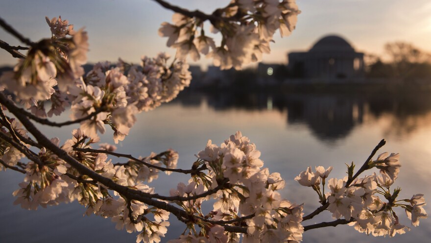 The tidal basin looking toward the Jefferson Memorial in Washington, D.C. Maria Caffrey's report details how a combination of intensifying storms and rising seas might impact 118 National Park Service sites — like the National Mall.