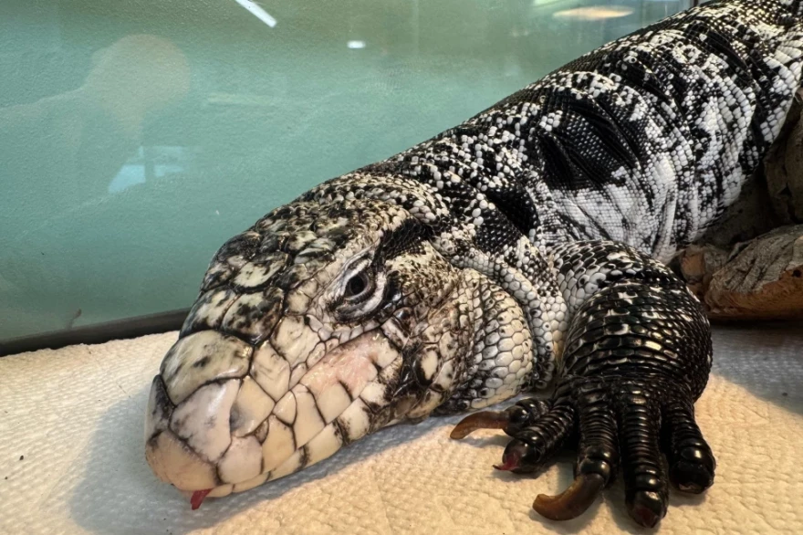 This photo provided by the New England Wildlife Center shows a tegu lizard which was found buried in snow in Providence, R.I., in late January 2025.
