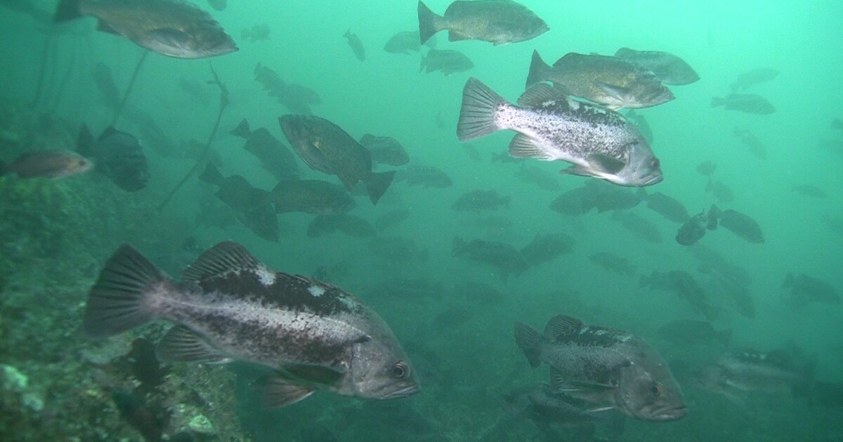Where have all the old, female black rockfish gone?