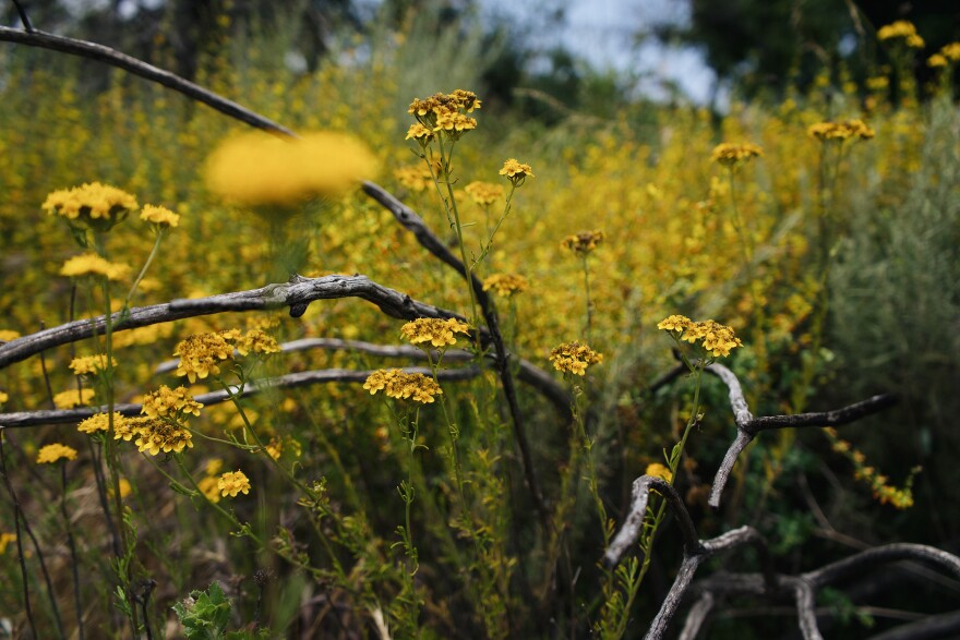 The sea of yellow makes for a perfect bee environment.