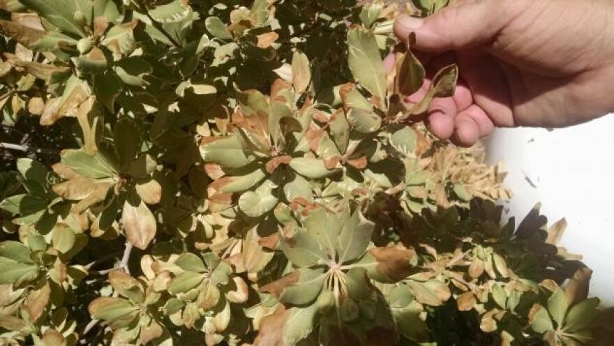 Mock Orange damage on leaves close up