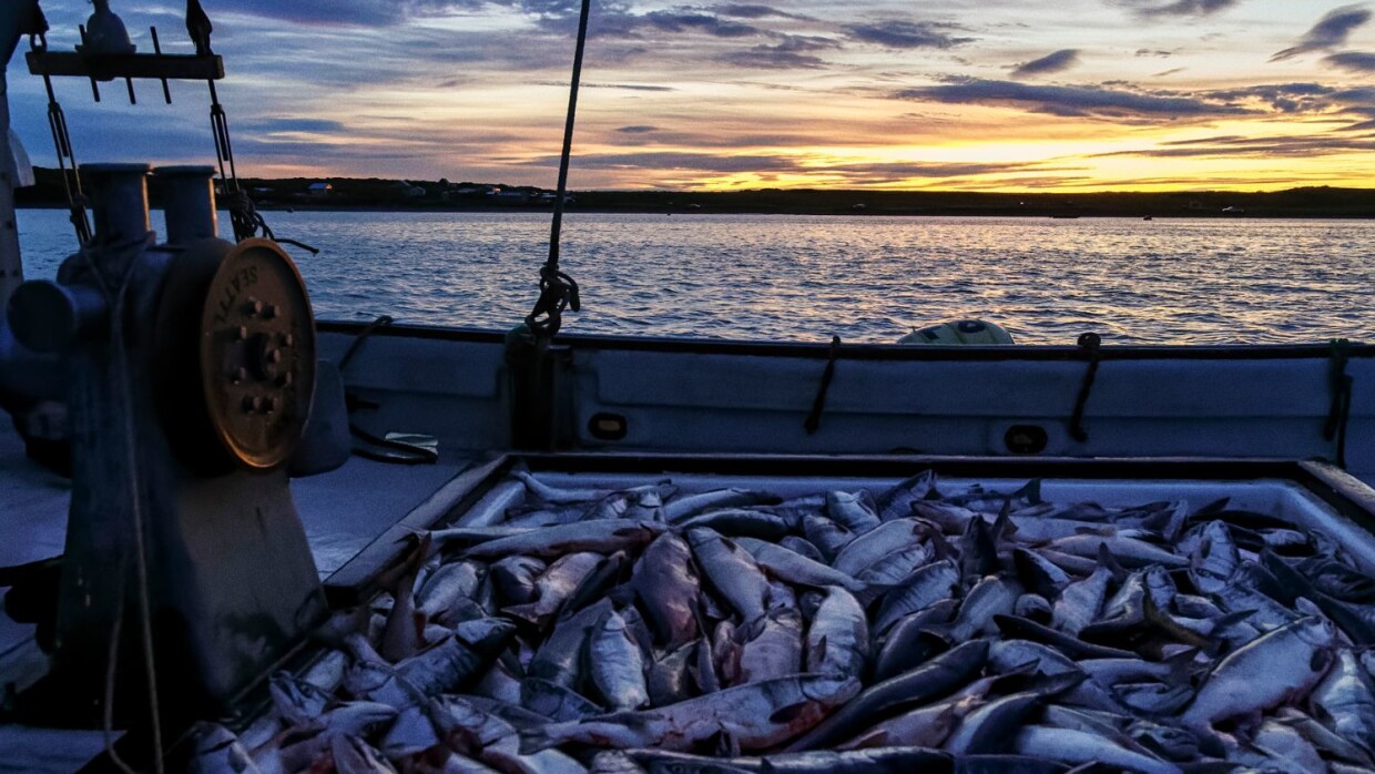 sunset and full fish hold