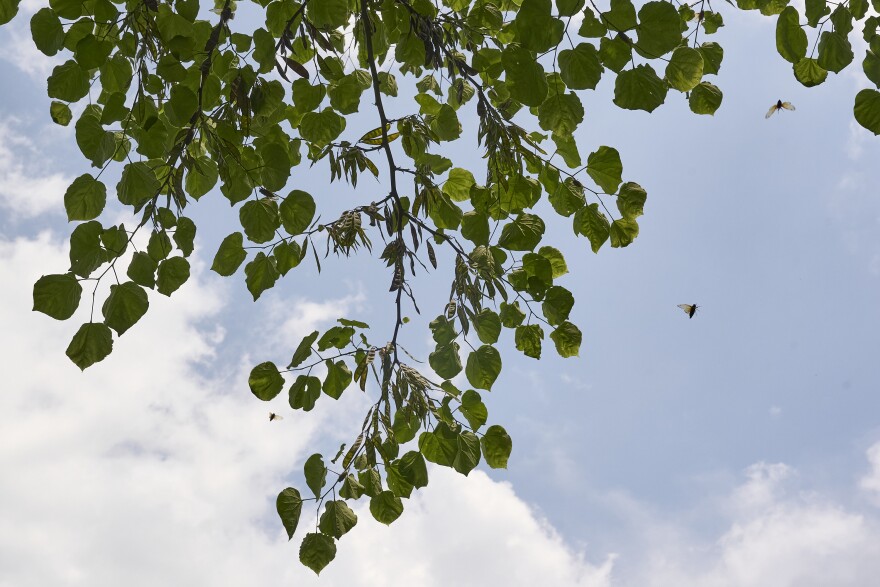 UMSL Scientists Aimee Sue Dunlap and Sara Miller are tracking cicada sounds in a residential neighborhood in Webster Groves MO on May 24, 2024.