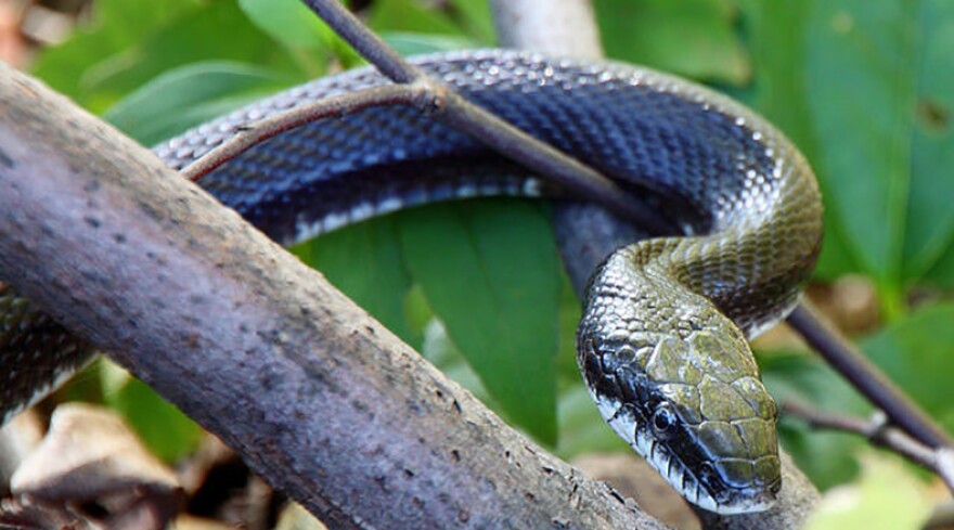 An adult eastern rat snake