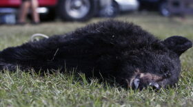The body of the 26th black bear killed lies on the ground of the Ocala National Forest check station after Florida Wildlife Officials are called in response to the 88-pound cub on Saturday. The only bears that are legal to take are adult bears weighing over 100 pounds. (Andrea Cornejo/WUFT News)