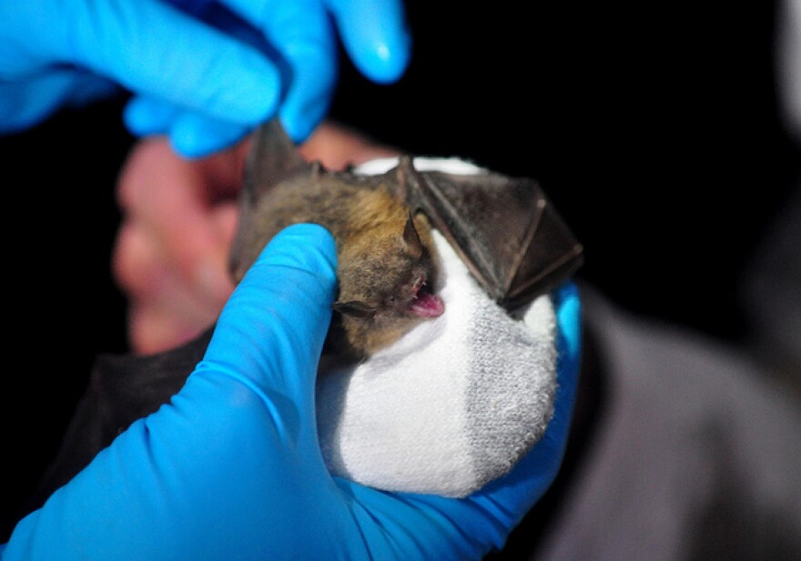 Bats with white-nose found in Trigg County cave.