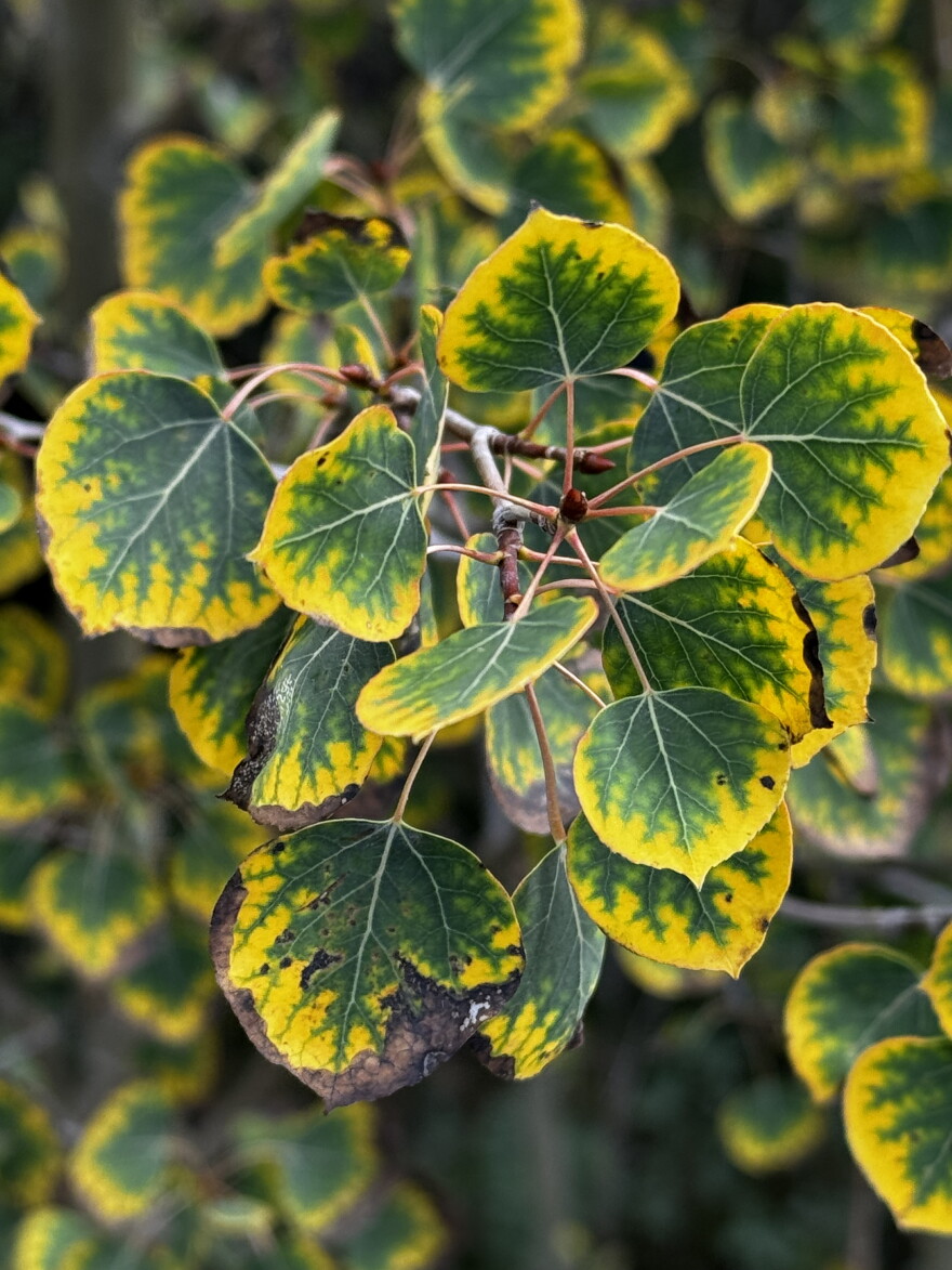 Aspen leaves show signs of the drought, with yellowing near the veins and brown around the edges. This color change is different than what would be typical for a regular, seasonal change.