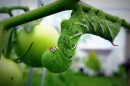 Tomato plants don't have brains to make decisions with, but they can respond to sensing chemicals in their environment
