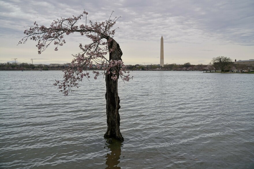So long, Stumpy. More than 150 of D.C.'s cherry trees have to go as ...