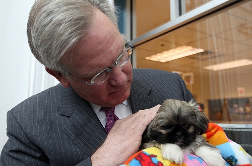 Missouri Governor Jay Nixon gets a closer look at Truman, an eight-week-old Peekanees puppy that was rescued from poor breeding conditions, before a press conference in St. Louis on April 9, 2009. Nixon wants to increase oversight of dog breeders.
