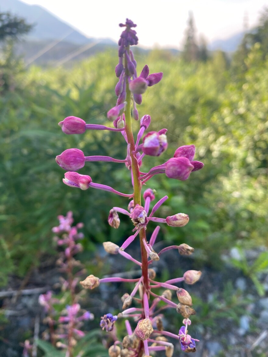 A fireweed stalk in Cooper Landing shows galled buds — round and swollen where they should be skinny and oblong. The gall is from a tiny fly burrowing inside the bud and laying eggs, which causes the bud not to develop and open normally. The widespread occurrence of fireweed gall isn't helping the low fireweed bloom across Southcentral Alaska this year, but cool weather might be to blame for fewer buds being set in the first place.