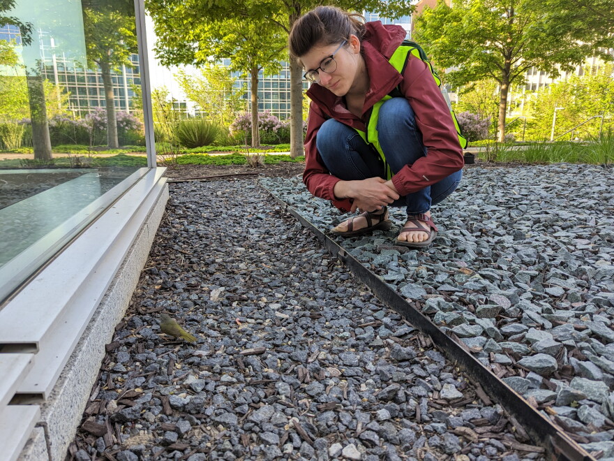 A Wisconsin Night Guardian volunteer observes an injured bird that struck a glass window in downtown Milwaukee.