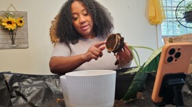 Shayla Burge, of Springfield, Massachusetts, tends to her plants and garden.