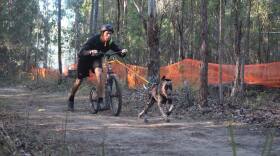 A brown dog pulls a man on a bike-scooter.