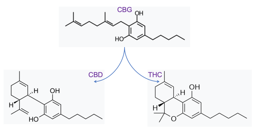 CBG is converted into either CBD or THC. (Note that the acidic form of these compounds predominantly exist in the plant and are converted into the decarboxylated form — shown here — with heat.)