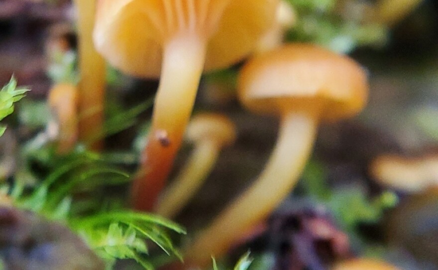 A genus of mushroom, Xeromphalina.