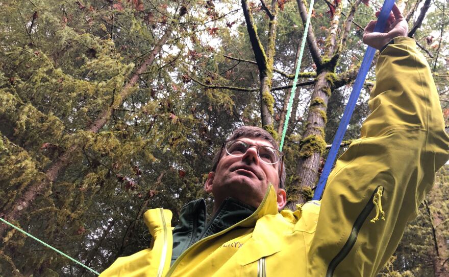 Greg Ettl, a forest ecologist for the University of Washington, shows off the tubing that will carry bigleaf maple sap down the hill using gravity at UW's Pack Forest.