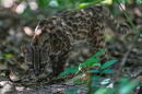 A small spotted wild cat identified as a new species, Leopardus tilcayo, walks inside Senda Verde wildlife sanctuary in Bolivia's Yungas region, near Coroico, Sunday, Sept. 20, 2026. (Juan Karita/AP)