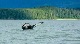 The humpback whale known as Sasha frequents Southeast Alaska waters and is pictured here in Auke Bay in an undated photo. The whale has a distinctive fluke with markings resembling the letters “AK.” (Creative Commons photo by JD Lasica)
