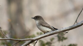 An eastern phoebe