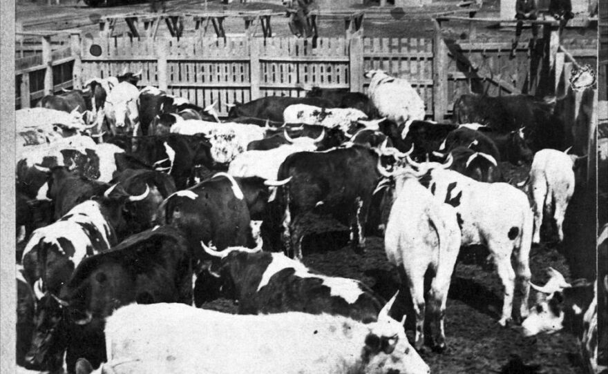 Cattle in the stockyards at Abilene, Kansas. Visible in the photograph are railroad cars and an elevator. Date: 1886  (Photo via Kansas Historical Society/kansasmemory.org)