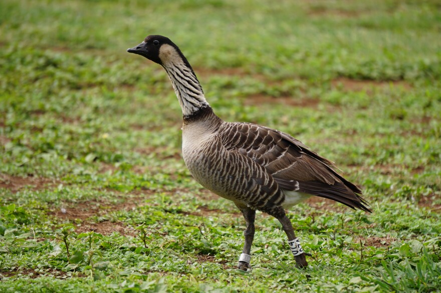 A Moloka'i nēnē at its home base at Pu'u O Hoku Ranch.