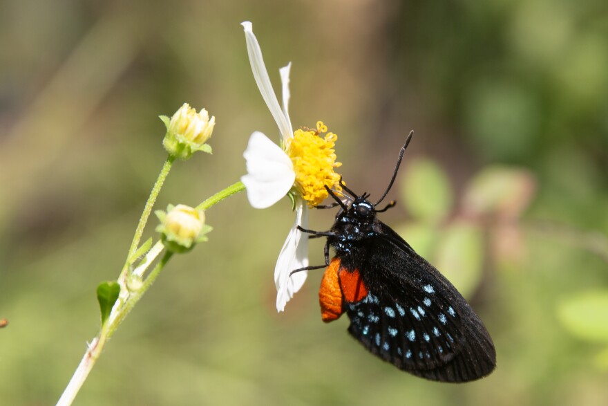 An Atala butterfly feeds on a Spanish needle at USF Botanical Gardens in Tampa.