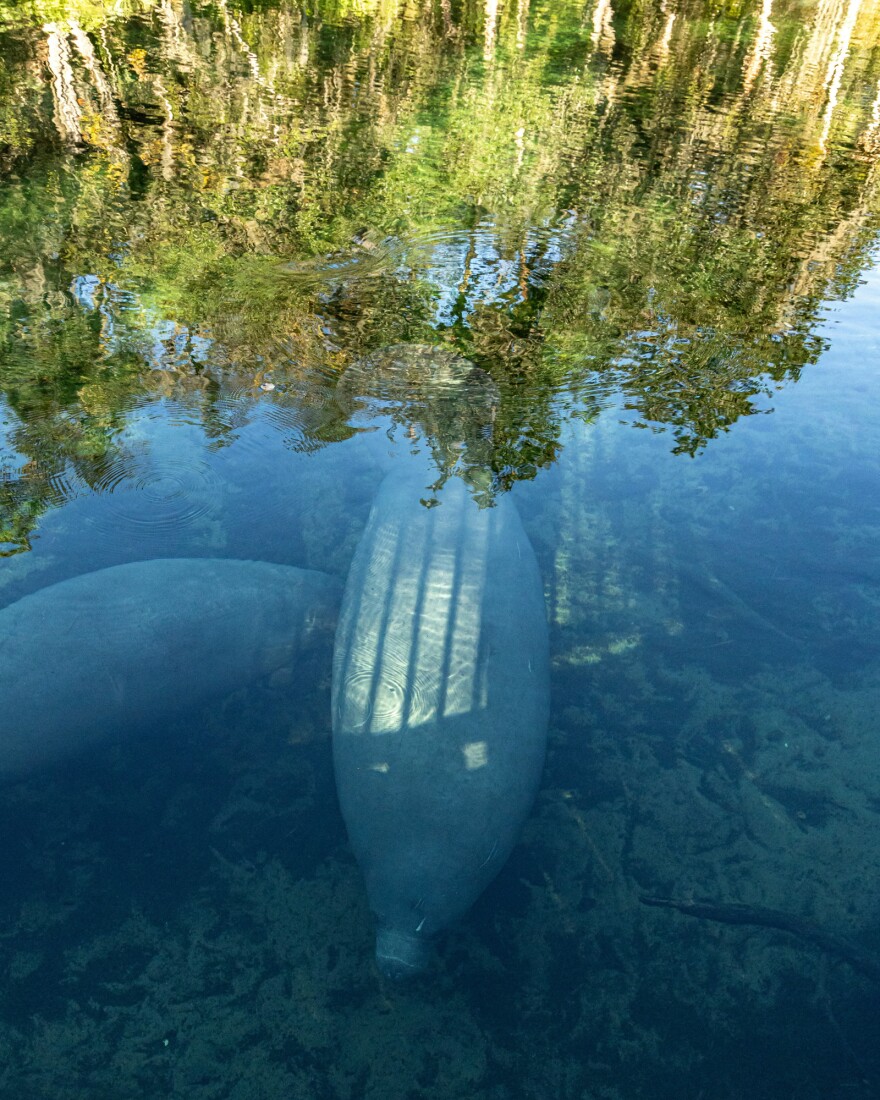 Manatees can consume between 4-9 %of its body weight in aquatic vegetation daily, according to the Florida Fish and Wildlife Conservation Commission.