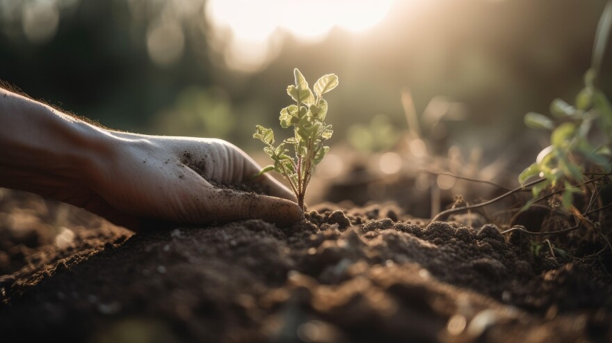 Seed planting in the dirt