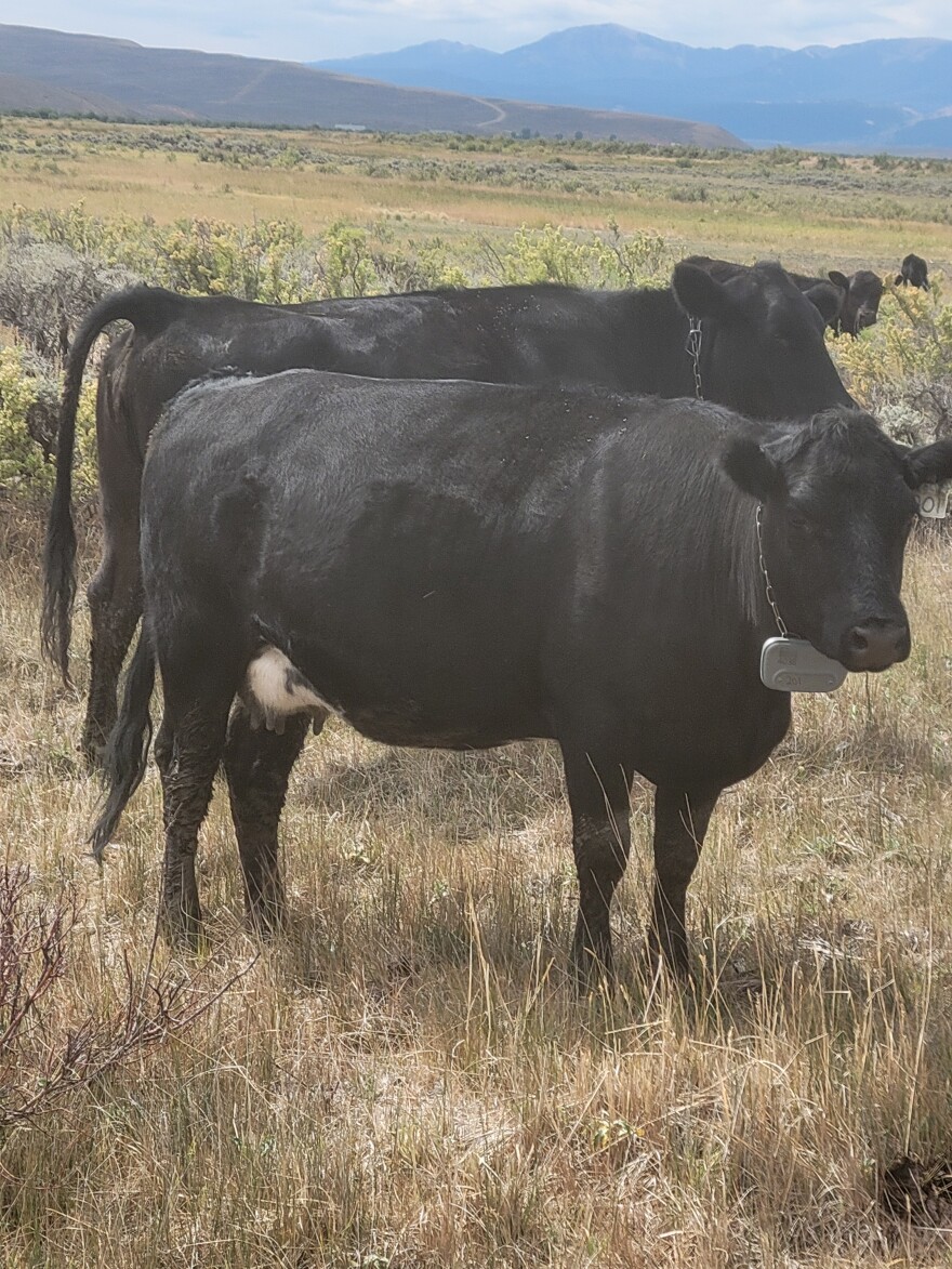 A black cow has a chain around its next with a GPS collar.