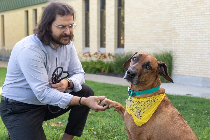 Dog Behavior Consultant: Expert Tips to Transform Your Dog's Actions