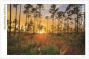 In 2016, the U.S. Postal Service featured pine rocklands in Everglades National Park on a Forever Stamp to commemorate the 100th anniversary of the National Park Service.