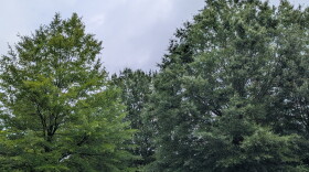 A variety of trees in a Roanoke neighborhood during the summer of 2026