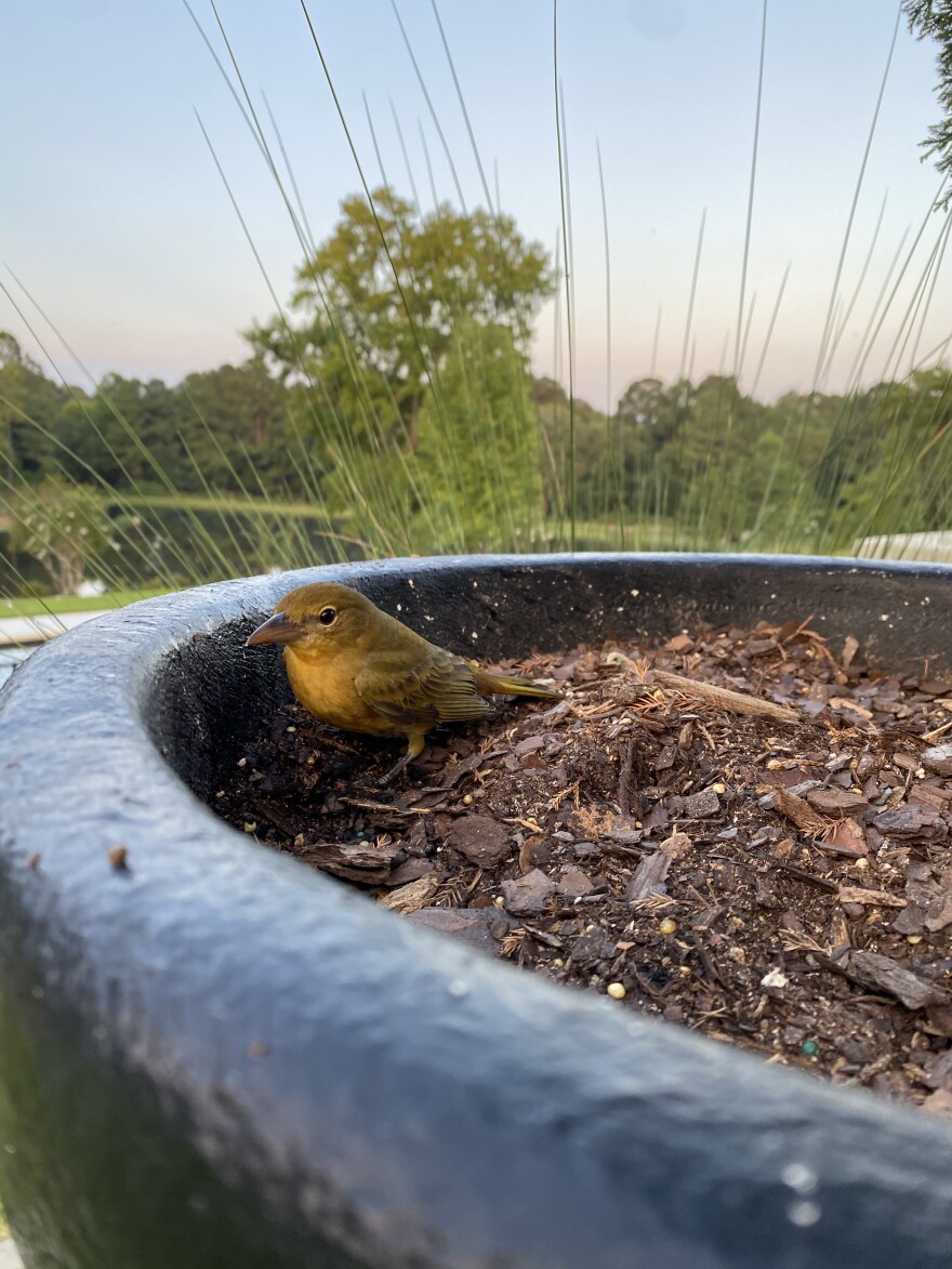 Roy Blake submission -  Female Summer Tanager.