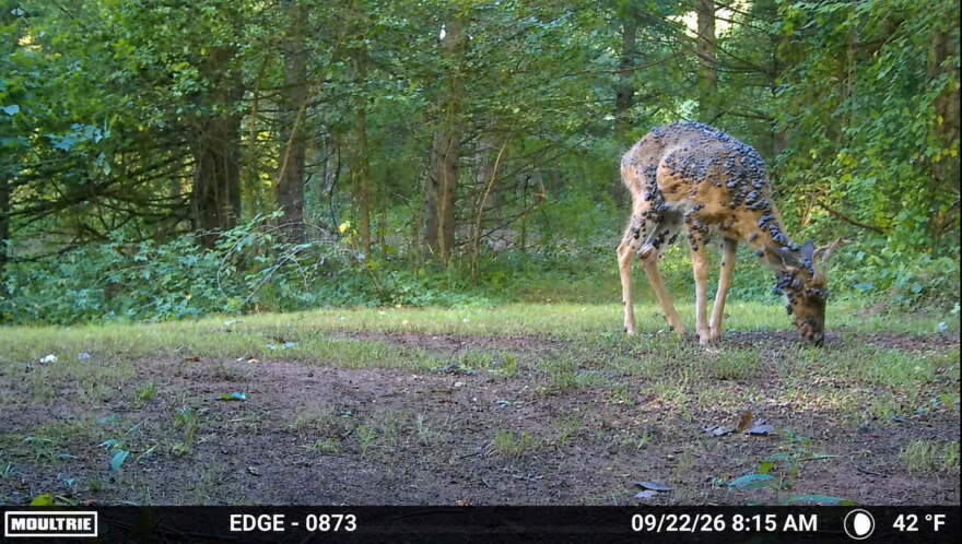 A deer covered in big warts called fibroma.