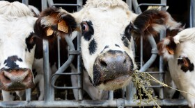 Normandy cows feed on alfalfa before milking at a farm in Courcite, northwestern France. Feeding cows alfalfa could reduce how much they burp. So could feeding them oregano, which has belch-squelching essential oils.