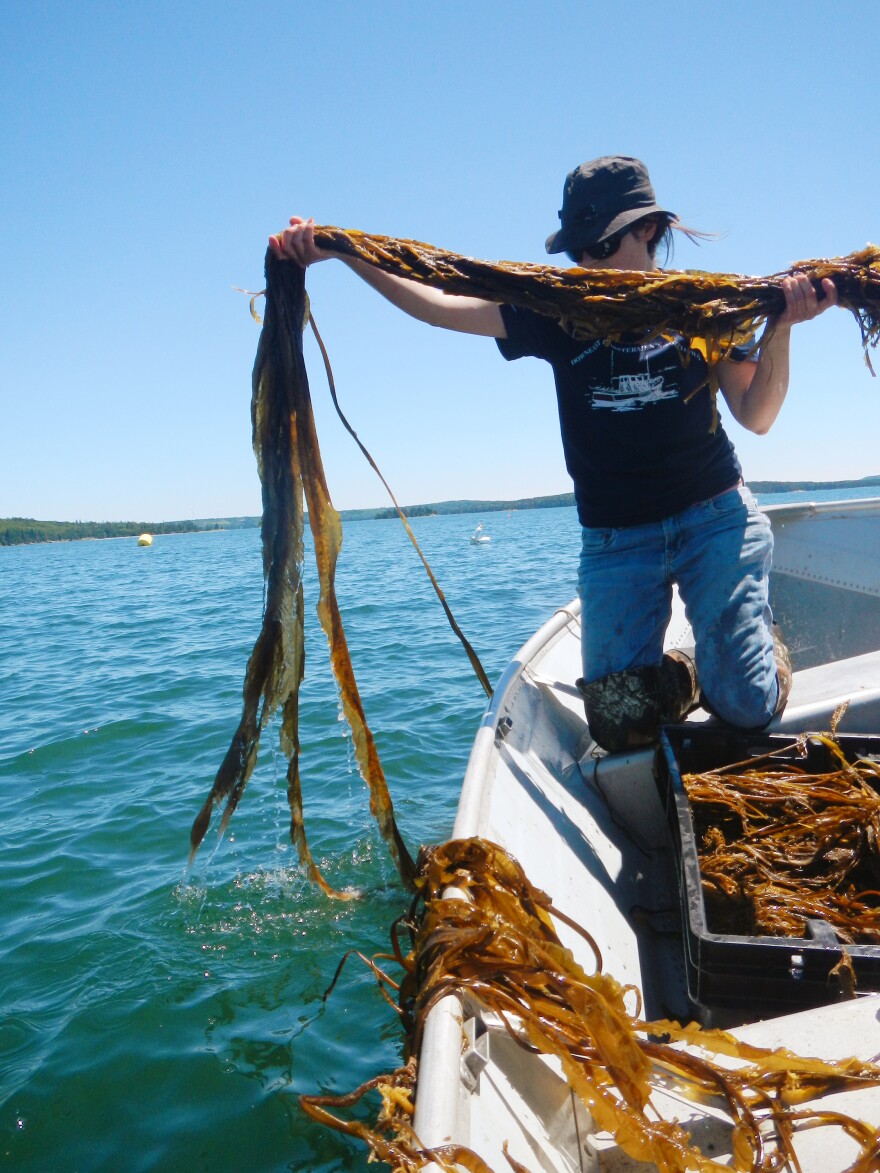 Seaweed expert Sarah Redmond works with farmers off the coast of Maine to expand their industry.